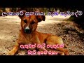 Everything about sinhala hound sinhala      