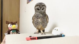 動画に夢中なフクロウさん、後ろのぬいぐるみに気づいているかな