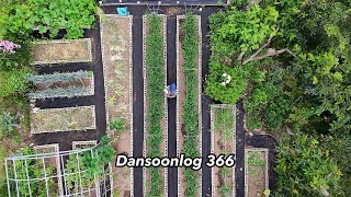 Dansoonlog366 A Country Yard Taken Over by Weeds in Just One Week | Rural Life Vlog