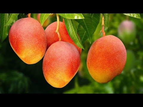 Atacamos o pé de tamarindo do povo kk