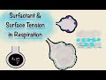 Surfactant and Surface Tension in Respiration | Breathing Mechanics | Respiratory Physiology