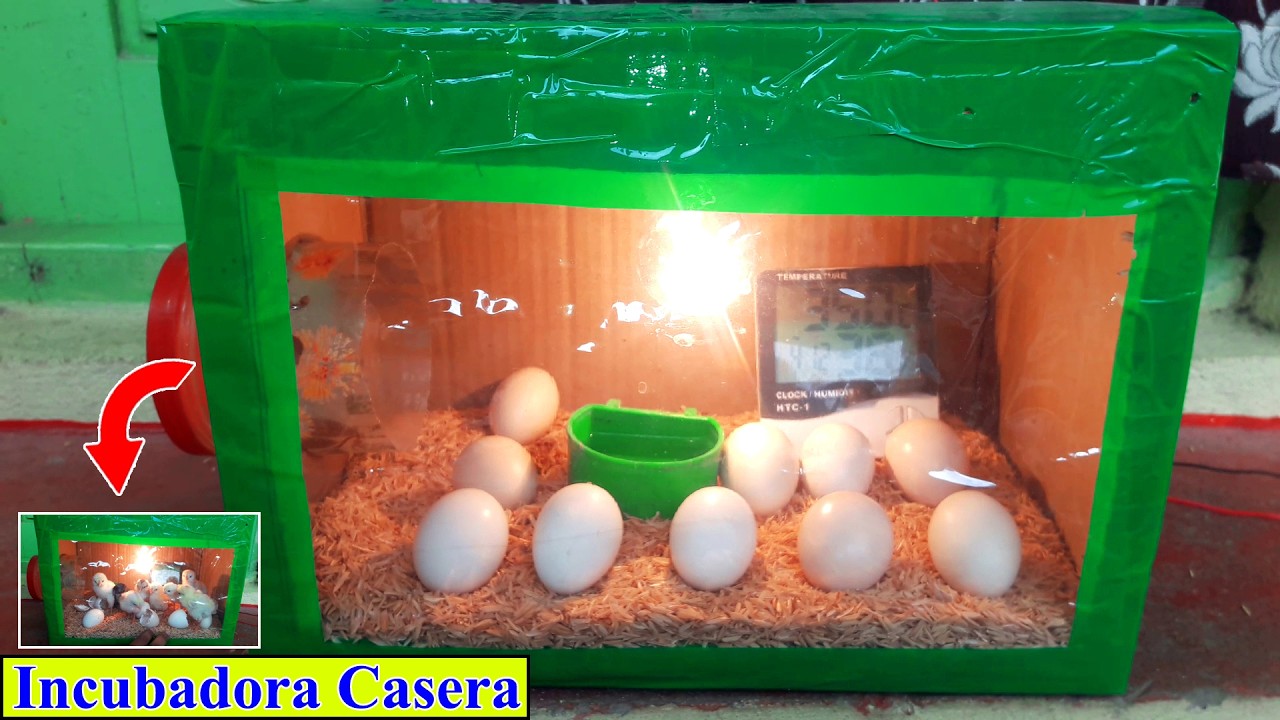 Incubadora Casera Para Huevos de Gallina - Home Incubator