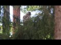 Great gray owl cleaning feathers. Bialowieża forest. Belarus