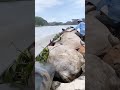 Cows on a boat #cow #sapi #caballos #farmlife #shorts #vaqueiro #pecuaria #ganadería  #funny #cute