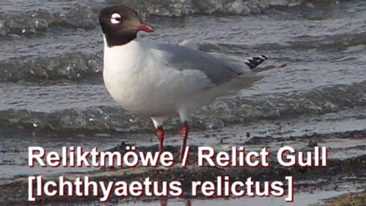 Reliktmöwe, Relict Gull, Ichthyaetus relictus