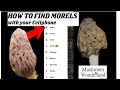 How to find morels with your cellphone