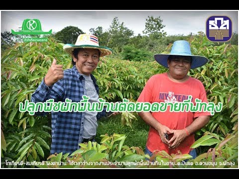 growing local vegetables to eat leaves  Extra income of thousands per month at Phatthalung