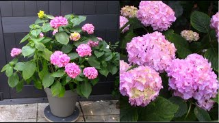 Bouturage hortensia - Hydrangea cuttings