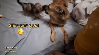 DOG FIGHT! Sassy VS Sadie Who Won? by My New Puppy with Ali A. Parker 262 views 3 months ago 3 minutes, 22 seconds