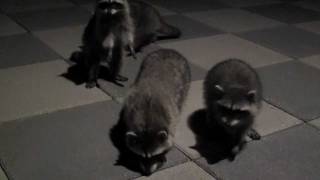 Baby Raccoons Sounds These four curious and carefree urban raccoons used our terrace as part of their thoroughfare on their way to and from home. They are foursome out of a dozen of raccoon families that stopped by to steal a few nibbles of the cat food we "used to leave" out for the area stray cats. Now we have wildlife cams to alert us when our rescue raccoons and stray cats arrive rather than allow a free-for-all which can present some challenges. These visitors were cautious yet curious to come close enough for the camera for us to capture their behaviours and vocalizations.

We are fortunate to be able to observe a variety of wildlife since we reside next to a protected wildlife preserve where raccoons are one of the many animals consider it home. We hope you will also enjoy watching this video of the close encounter of our charming furry friends.

Please note these are NOT our pets thus please follow your local wildlife guidelines for the safety of humans and animal wildlife alike. Additionally, we live in a region where th
