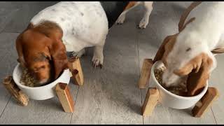 Basset hounds trying The Honest Kitchen! by Las Niñas Chaparras 1,201 views 1 year ago 6 minutes, 13 seconds