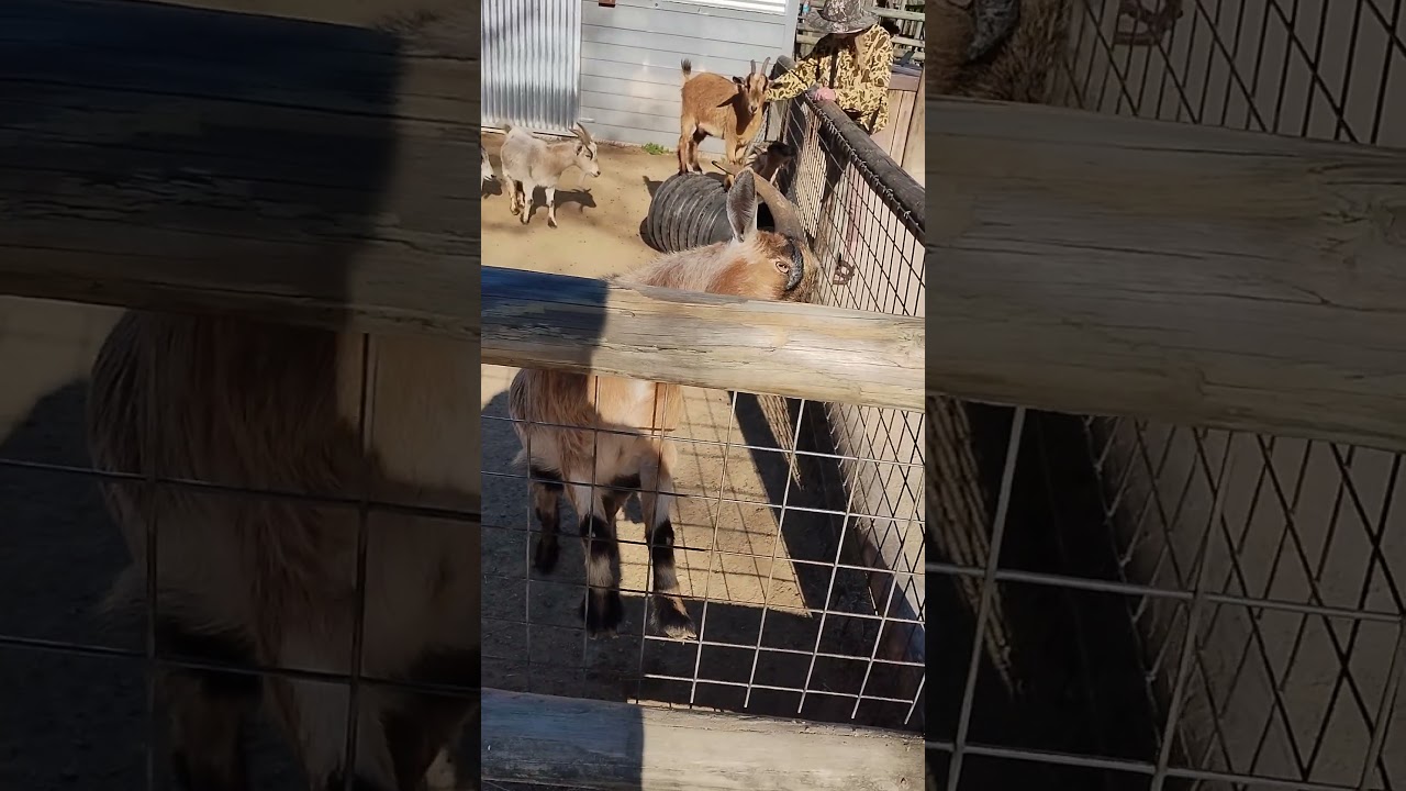 silly goat- zoo world