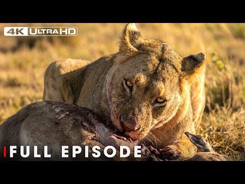 Wilde Amazone: de strijd om te overleven in een ruige wildernis | Wildlife documentaire