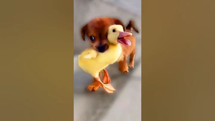 The love between the puppies and ducklings 🥰 - DayDayNews