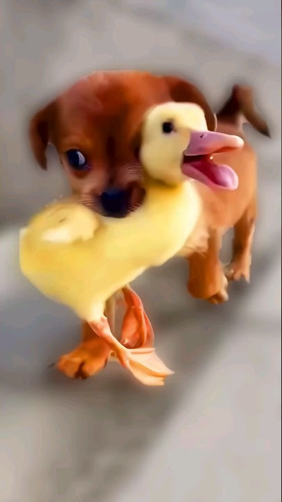Cinta antara anak anjing dan bebek 🥰