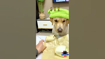 الكلب والفطيرة مضحك جدا فيديوهات مضحكة مواقف مضحكة مقاطع مضحكة دموع الكوميديا 
