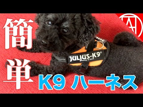 簡単装着が便利すぎ！ユリウスＫ９(julius-K9)のIDCパワーハーネス レビュー