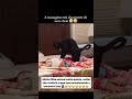 "Me tira daqui Márcia" 🤣🤣 #pets #gatos #engraçado #humor #animaisengraçados #viral