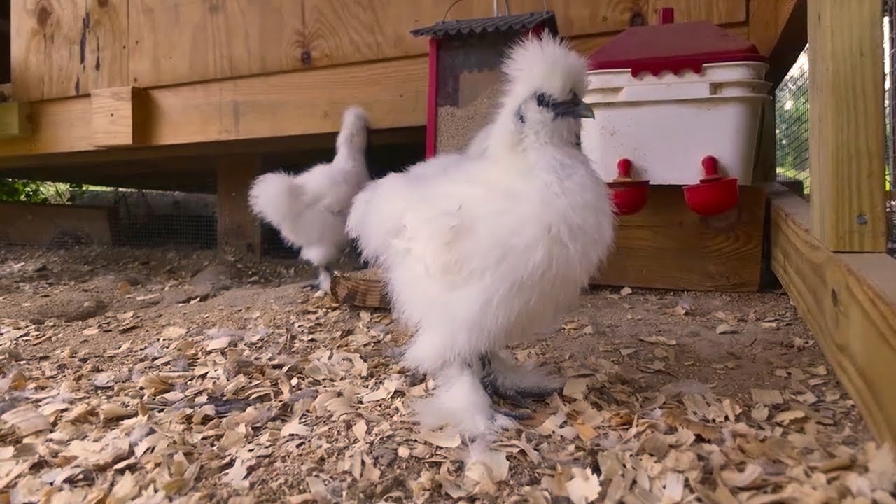 LIVE: Fluffy Silkies Bantams Being Cute! 10 Weeks Old