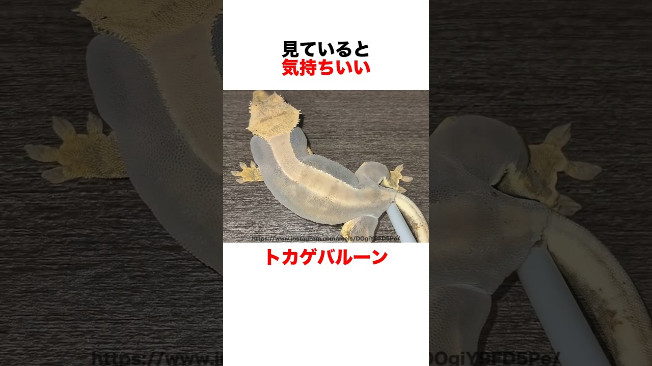 トカゲバルーンは彼らにダメージを与えます
