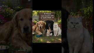 Onlar Allah'ın sessiz kullarıdır😻 #youtube #trendler #explore #youtubeshort #kedimamasi #video