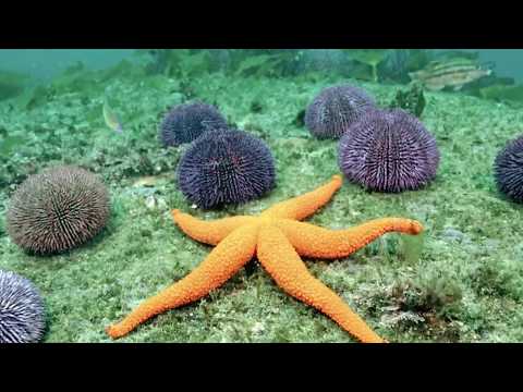Как ест морская звезда видео