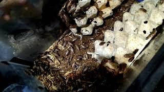 Lobster Roaches - quick look