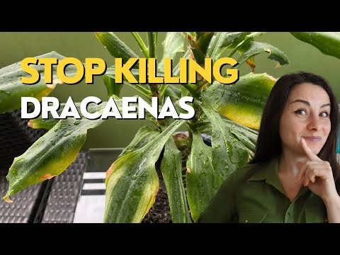 Video: Stem Rot Of Dracaena - Mga Dahilan ng Pag-itim ng Stem Sa Halaman ng Mais