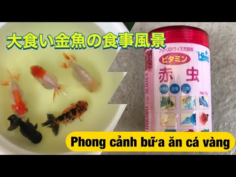 Video ［ベランダ水槽］金魚 らんちゅう 餌やり風景 赤虫使用 ban công của bể cá - youtube