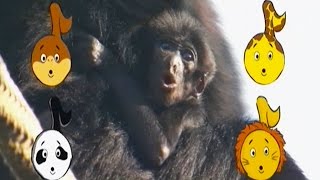 Baby Apes Animal Song | Learn Animals Songs | From Baby Genius