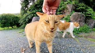 公園の入口で夕食を待つ猫達、道へ出ると危ないよ！茶シロ猫ちゃん