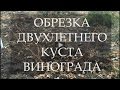 Обрезка двухлетнего куста винограда