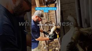 Putting An Eyepatch On a Cow for Pink Eye! #cattle #cow #farmlife #ranching #agriculture