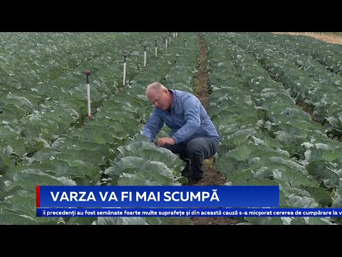 Video: Când se fermentează varza în septembrie 2021 - zile de bun augur