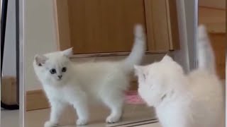 Funniest Cats 😹   Don't try to hold back Laughter 😂   Funny Cats Life #9 by Cute Funny Cats 28 views 1 year ago 5 minutes, 22 seconds
