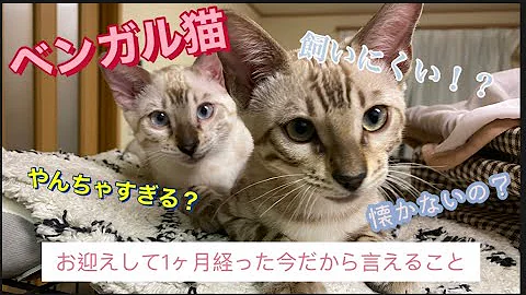 ベンガル猫って飼いにくい 実際どうなのか子猫と1ヶ月暮らしてみて感じたこと Mp3 ベンガル猫って飼いにくい 実際どうなのか子猫と1ヶ月暮らしてみて感じたこと Mp3