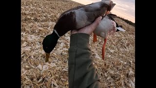 2024 Duck Season