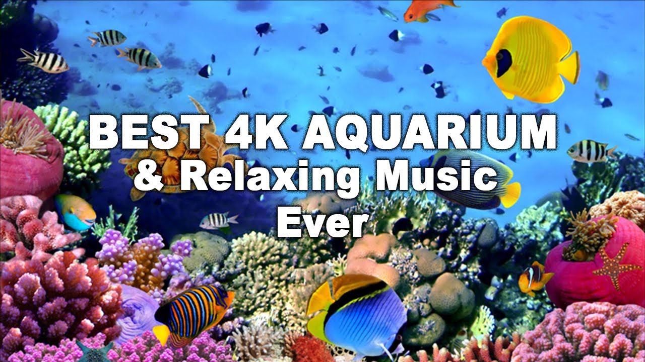Best 4k aquarium & relaxing music ever 30min Sleeping ambient water