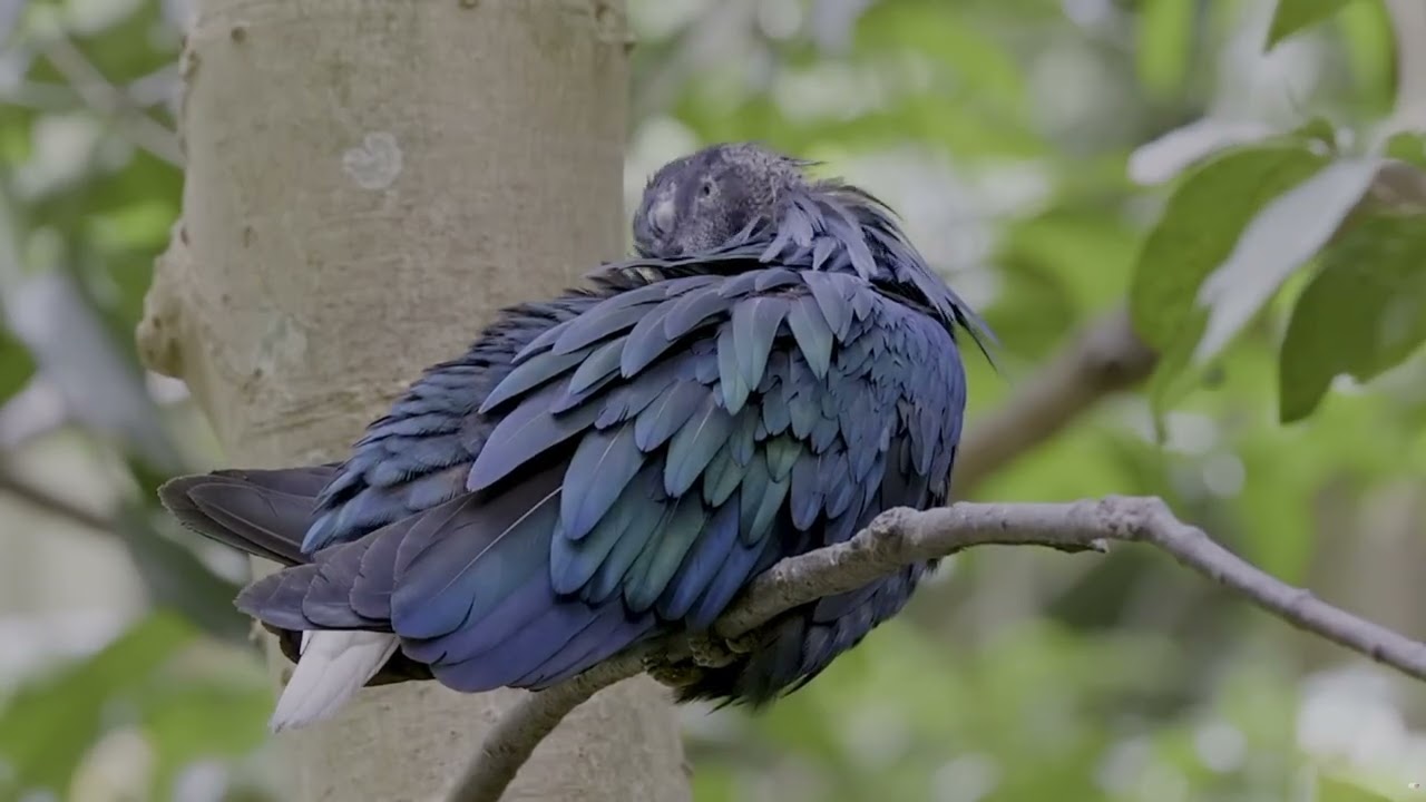 Watch Birds 🕊️ Last Look 💫 // 𝕣𝕖𝕝𝕒𝕩𝕚𝕟𝕘 𝕓𝕚𝕣𝕕 𝕋𝕍 𝕧𝕚𝕤𝕦𝕒𝕝 𝕡𝕝𝕒𝕪𝕝𝕚𝕤𝕥 on YouTube Watch Birds 🕊️ Last Look 💫 // 𝕣𝕖𝕝𝕒𝕩𝕚𝕟𝕘 𝕓𝕚𝕣𝕕 𝕋𝕍 𝕧𝕚𝕤𝕦𝕒𝕝 𝕡𝕝𝕒𝕪𝕝𝕚𝕤𝕥 on YouTube