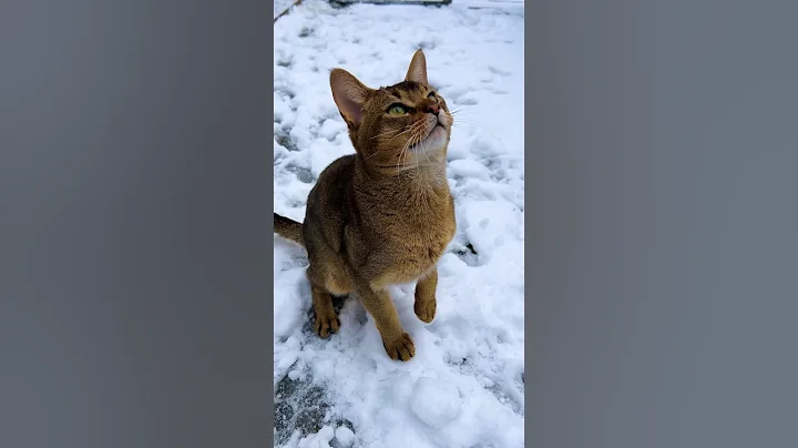 Watch the video about What will Chausie Skoll choose - to be petted or to play? 😸