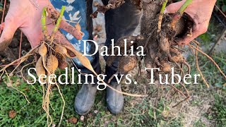 Dahlia Seedling vs. Tuber