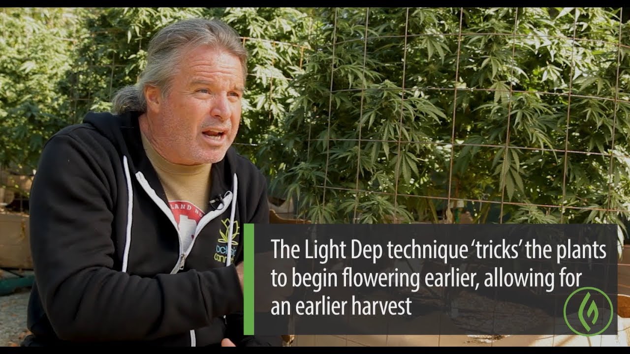 Cannabis Cultivation Using Light Deprivation: Kevin Jodrey - Green Flower Cultivation Course