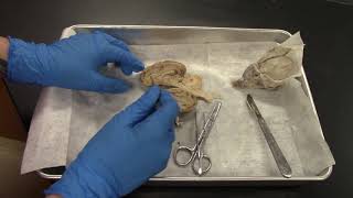 Sheep brain dissection
