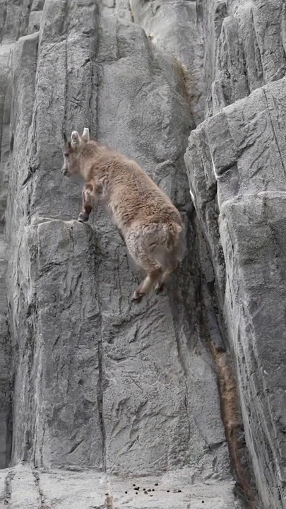 Master climbers of the cliff (Blue Sheep)