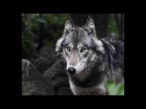 LOBOS VS COIOTES