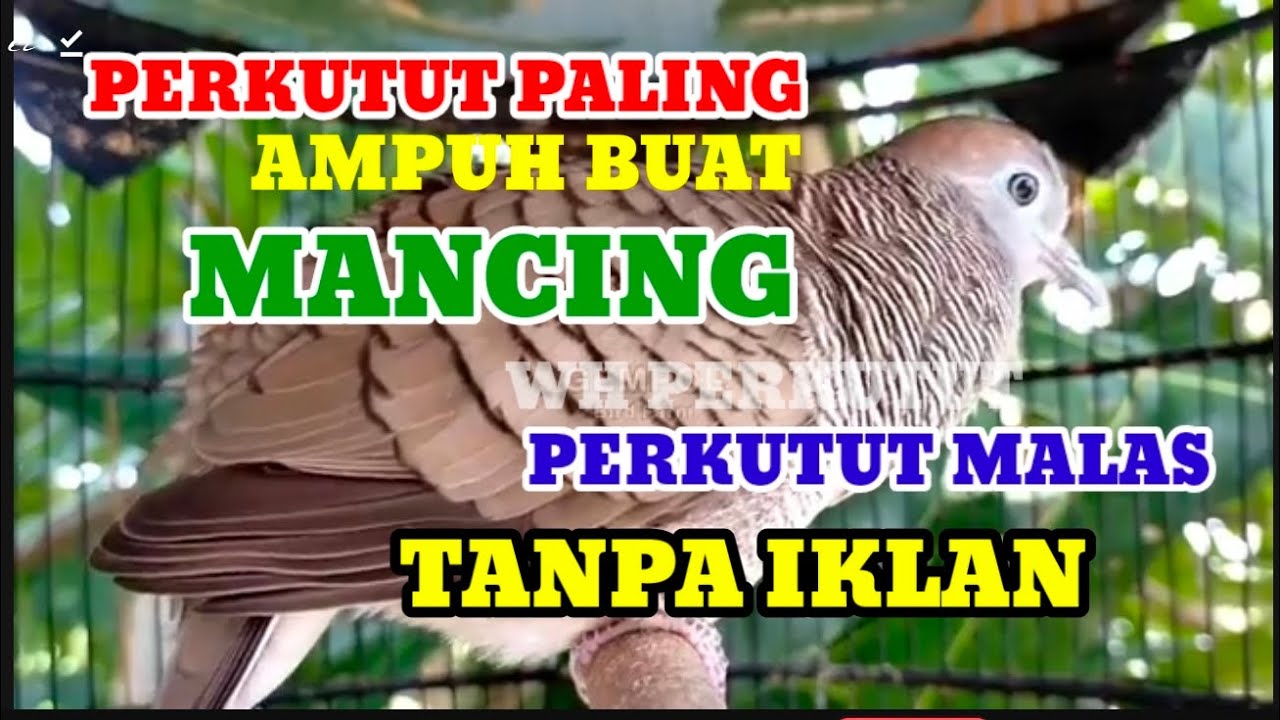 Terapi buat perkutut malas bunyi langsung nyaut tanpa iklan