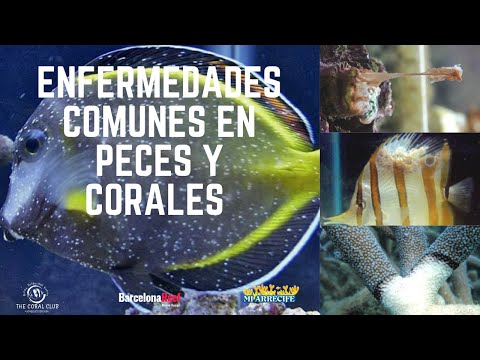 Video: Trastornos Oculares Comunes En Peces