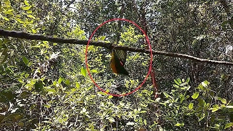Pikat Burung di Siang Hari, Lihat Burung Yang Kami Dapatkan || Vlog #17