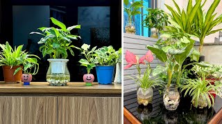 видео: Идея выращивания водных растений помогает внутреннему пространству стать действительно прохладным картинка: Идея выращивания водных растений помогает внутреннему пространству стать действительно прохладным