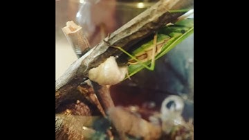 90 Minutes in 9 Seconds! Mantis Religiosa Egg Laying Timelapse